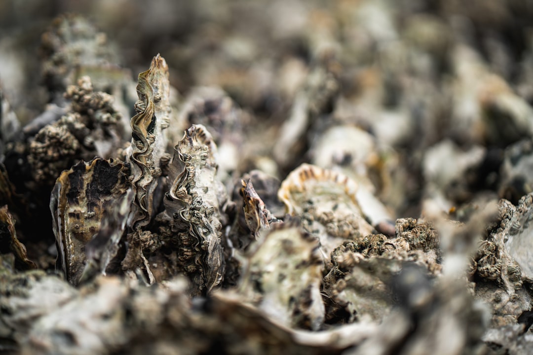 OysterClamp 2.0 vs Forceware: which tool actually keeps you safe?