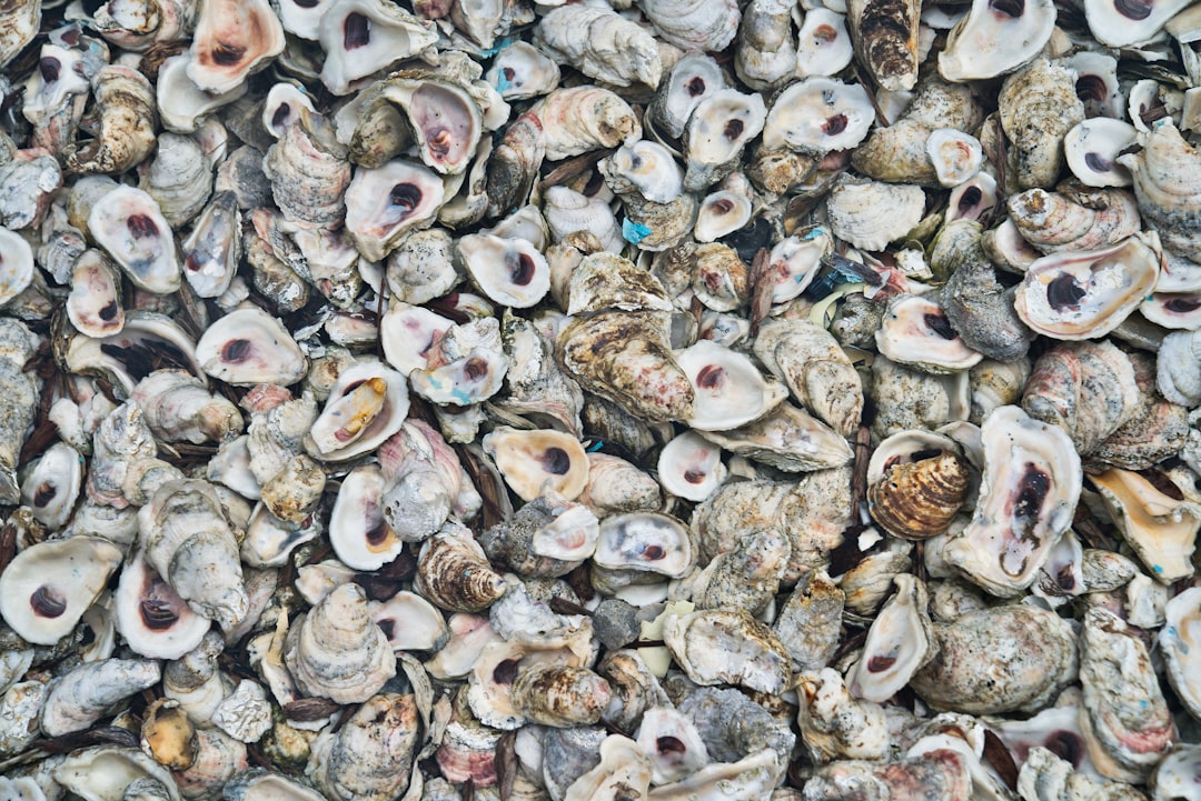What to look for in a commercial oyster shucking tool